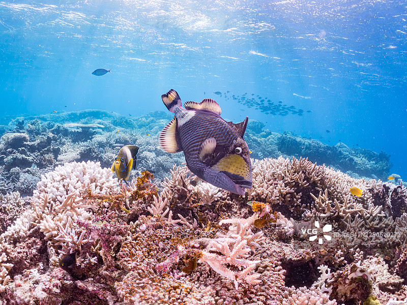 泰坦炮弹鱼(Balistoides viridescens)、纹唇鱼(Chaetodon Auriga)、斑马神仙鱼(Pomacanthus semicirculatus)等。 冲绳(Okinawa)的阿嘉那斯库岛(Agenasiku island),一群热带鱼。美丽的珊瑚礁和游泳的人们。座间味岛(Zamami island)图片素材
