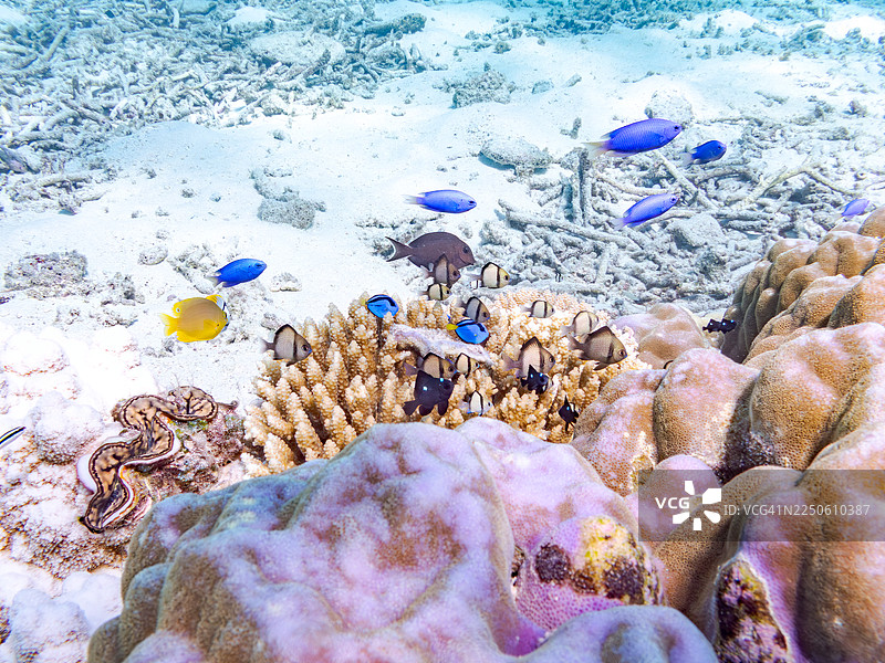 蝶鱼，斑尾蝶鱼，拟刺尾鱼，网纹豆娘鱼，网纹豆娘鱼。幼鱼。及其他。冲绳县石垣岛，一群热带鱼。美丽的珊瑚礁和游泳的人们。庆良间群岛座间味岛图片素材