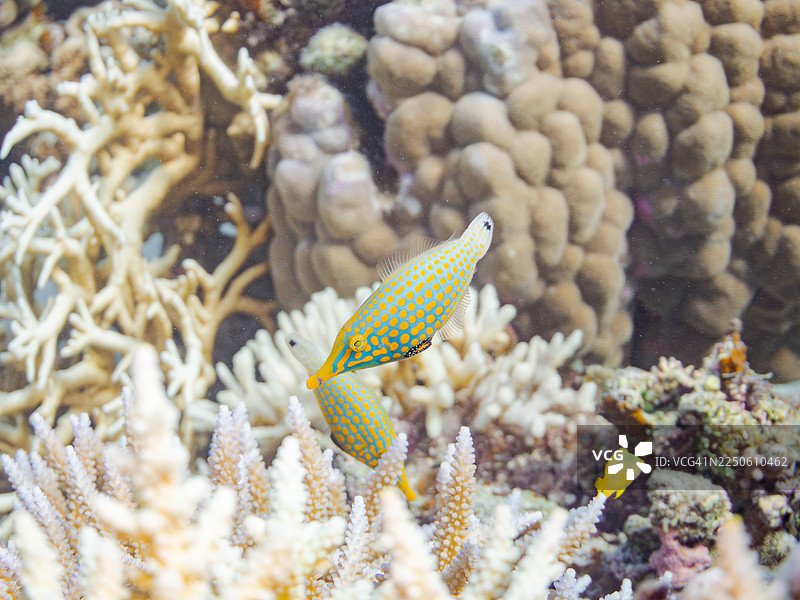 金花鮨科鱼类（Harlequin filefish）、橙点龙䲗（Orange spotted filefish）、长嘴龙䲗（Oxymonacanthus longirostris）等。日本冲绳县国头郡今归仁村，一群热带鱼。美丽的珊瑚礁和游泳的人们。座间味岛，庆良间群岛，岛尻郡，日本-2025图片素材