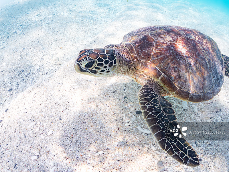 绿海龟，学名：绿蠵龟，有时会浮出水面换气。冲绳县国头郡今归仁村安室岛，一群热带鱼。美丽的珊瑚礁和游泳的人们。冲绳县岛尻郡座间味村，庆良间群岛，日本-2025图片素材