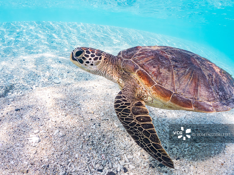 绿海龟，绿海龟，海龟。偶尔浮出水面呼吸。冲绳县国头郡今归仁村古宇利岛，一群热带鱼。美丽的珊瑚礁和游泳的人们。冲绳县岛尻郡座间味村座间味岛，日本-2025图片素材