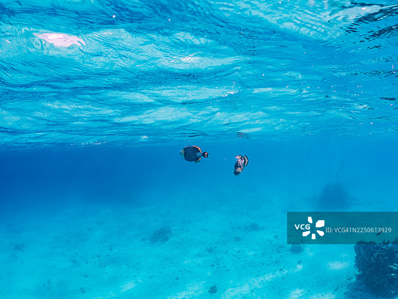 泰坦炮弹鱼，绿拟乌贼，冲绳县安室岛，一群热带鱼。美丽的珊瑚礁和游泳的人们。座间味岛，庆良间群岛，岛尻郡，日本-2025图片素材