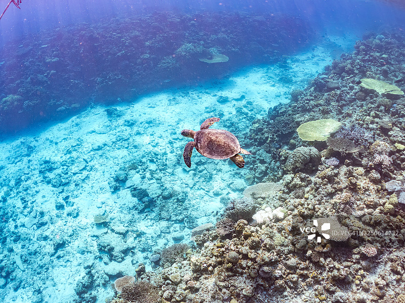 绿海龟，绿海龟，海龟。偶尔会浮出水面换气。冲绳县国头郡今归仁村安室岛，一群热带鱼。美丽的珊瑚礁和游泳的人们。冲绳县岛尻郡座间味村，庆良间群岛，日本-2025图片素材