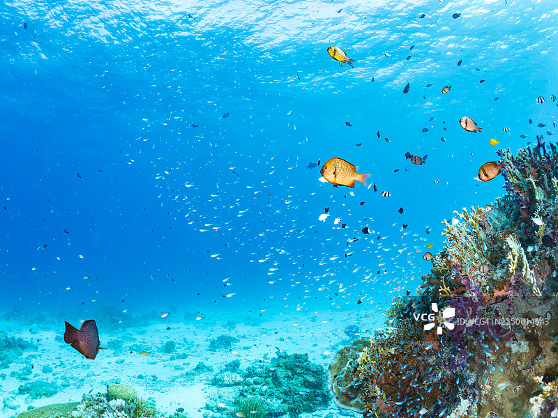 发光海雀鱼,细长海雀鱼,细海雀鱼,瘦海雀,兰氏细海雀,蓝绿海葵鱼,蓝绿海葵鱼,蓝绿海葵鱼,安室岛,冲绳,一群热带鱼。美丽的珊瑚礁和人图片素材