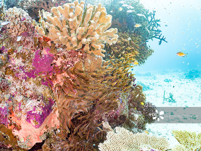 发光的笛鲷，细长笛鲷，Rhabdamia gracilis，矮胖扫帚鱼，Parapriacanthus ransonneti，蓝绿鲹，Chromis viridis，蓝绿鲹，安室岛，冲绳，一群热带鱼。美丽的珊瑚礁和人类图片素材