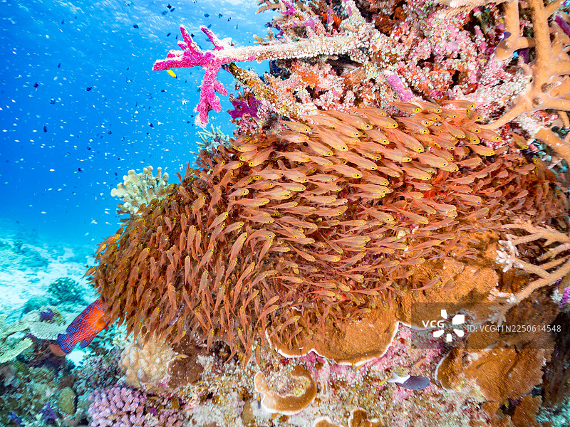 石斑鱼，蓝点石斑鱼，捕食者。发光天竺鲷，细长天竺鲷，长身笛鲷，矮海雀鱼，兰氏短鯛，安室岛，冲绳，一群热带鱼。美丽的珊瑚礁和人群图片素材