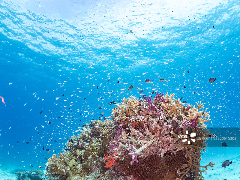 发光金鳞鱼,细金鳞鱼,细金鳞鱼,矮海雀鲷,兰氏矮海雀鲷,蓝绿鲹,蓝绿鲹,蓝绿鲹,安室岛,冲绳,一群热带鱼。美丽的珊瑚礁和人图片素材