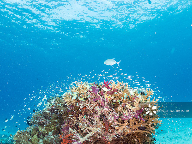蓝鳍鲹 (Caranx melampygus) 捕食。发光天竺鲷 (Rhabdamia gracilis)、细长天竺鲷、兰氏矮鲈 (Parapriacanthus ransonneti),一群热带鱼在冲绳县的安室岛。美丽的珊瑚礁和人。图片素材