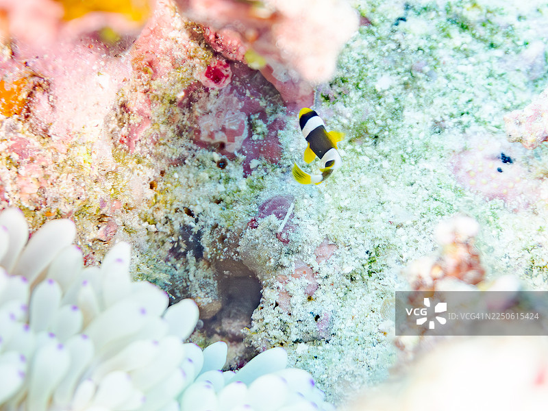 黄尾鲹，克拉克海葵鱼，克拉克海葵鱼，幼鱼，海葵，海葵，及其他。冲绳县座间味村，一群热带鱼。美丽的珊瑚礁和游泳的人们。座间味岛，庆良间群岛，图片素材