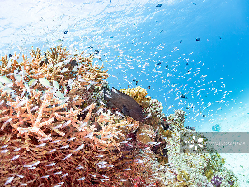 红唇石斑鱼（Aethaloperca rogaa），掠食者。发光龙占鱼、细龙占鱼（Rhabdamia gracilis）、矮龙占鱼（Parapriacanthus ransonneti），阿姆罗岛，冲绳，一群热带鱼。美丽的珊瑚礁和人们。图片素材