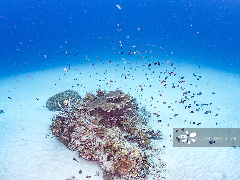 库氏拟花鮨（Pseudanthias cooperi），红带拟花鮨，蓝绿副鳍鱼（Chromis viridis），蓝绿副鳍鱼，白尾副鳍鱼（Dascyllus aruanus），大屿，冲绳，一群热带鱼。美丽的珊瑚礁和游泳的人们。图片素材