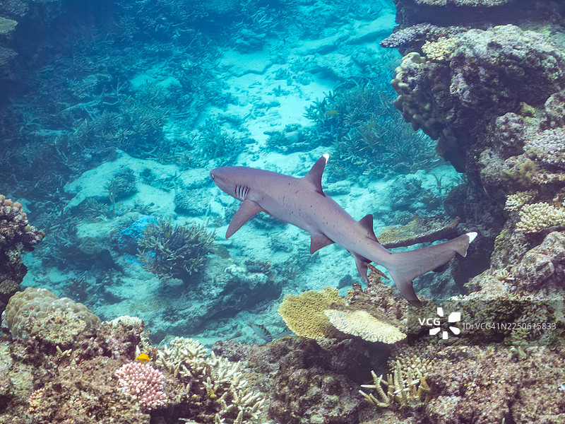 白鳍礁鲨，Triaenodon obesus，冲绳县安室岛，一群热带鱼。美丽的珊瑚礁和游泳的人们。座间味岛，庆良间群岛，岛尻郡，日本-2025图片素材