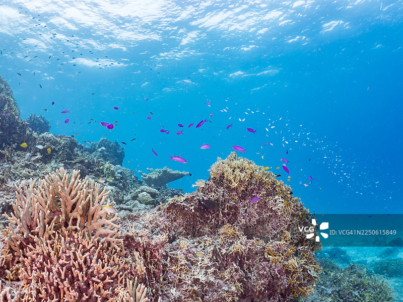 紫女王鱼（Pseudanthias pascalus），蓝绿鲹（Chromis viridis），阿穆罗岛，冲绳，一群热带鱼。美丽的珊瑚礁和游泳的人们。座间味岛，庆良间群岛，岛尻郡。图片素材