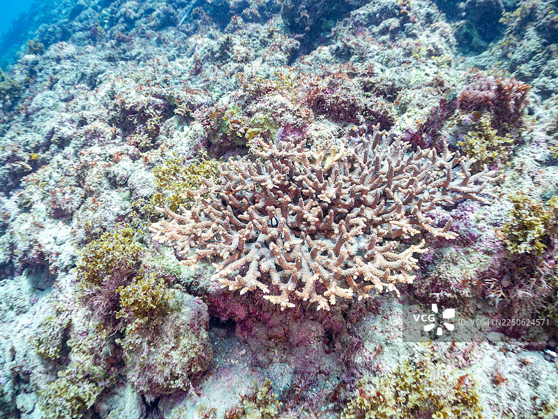 纹胸蝶鱼（Chaetodon trifascialis）、网纹圆雀鲷（Dascyllus reticulatus）、三斑圆雀鲷（Dascyllus trimaculatus）幼鱼、珊瑚白化问题、鹿角珊瑚（Acropora Solitaryensis）及其他。鱼群。平潮海滩，中城图片素材