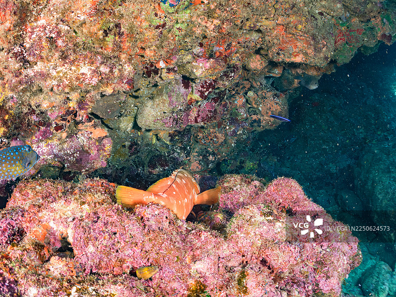 黑鳍石斑鱼（Epinephelus fasciatus）在海洞中。鱼群。日本静冈县伊豆半岛南伊豆町中木港的Hirizo海滩。图片素材