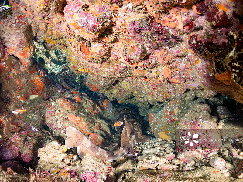 日本须鲨（Orectolobus japonicus）、南方橙纹天竺鲷（Ostorhinchus properuptus）及其他鱼群，在日本静冈县伊豆半岛南伊豆町仲木港的Hirizo海滩的海洞中。图片素材