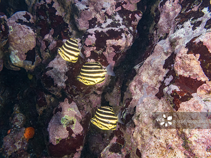条纹微鳍鱼（Microcanthus strigatus），幼鱼，在海洞中。以及其他的。鱼群。日本静冈县南伊豆町弓滨海滩，中木港。图片素材