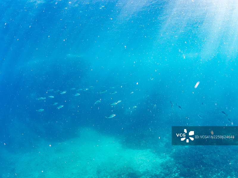 大西洋鲹 (Seriola dumerili) 及其他鱼群，日本静冈县伊豆半岛南伊豆町仲木港 Hirizo 海滩 - 2025图片素材