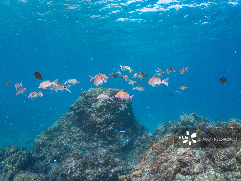 白斑羊鱼 (Parupeneus ciliatus)、东方蝶鱼 (Chaetodon aurites)、天竺雀鲷 (Pomacentrus coelestis) 等鱼群。日本静冈县伊豆半岛南伊豆町中木港平矶海滩 - 2025。图片素材