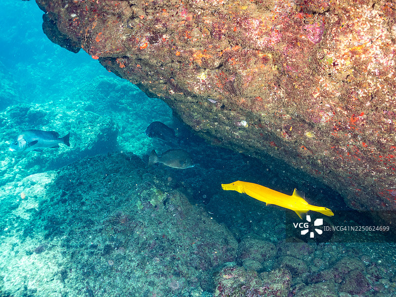 彩绘咽管鱼（Aulostomus chinensis）、斑纹石鲈（Plectorhinchus cinctus）及其他鱼群。日本静冈县伊豆半岛南伊豆町中木港的平矶海滩 - 2025。图片素材