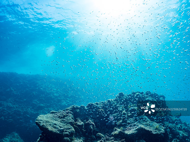 斑纹颈笛鲷，Ostorhinchus notatus，半纹笛鲷，幼鱼。及其他。鱼群。日本静冈县伊豆半岛南伊豆中木港平野海滩。图片素材