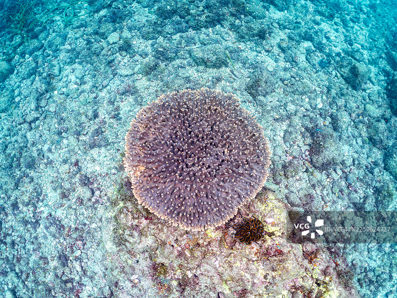 斑纹蝴蝶鱼 (Chaetodon trifascialis)、网纹鲉 (Dascyllus reticulatus)、三斑鲉 (Dascyllus trimaculatus) 幼鱼，珊瑚白化困境，鹿角珊瑚 (Acropora Solitaryensis) 等。鱼群。平藏海滩，中城。图片素材