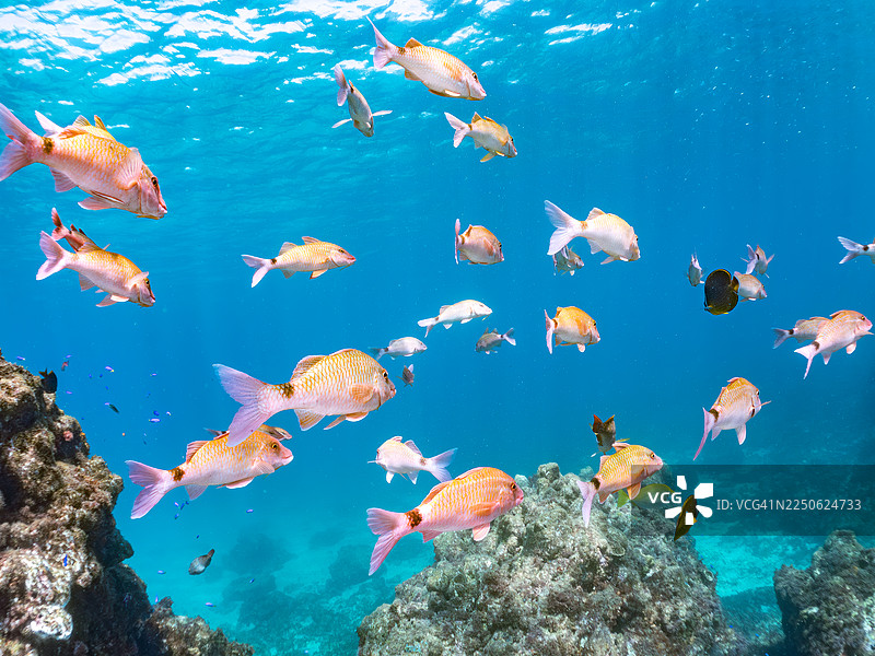 白斑海鲡（Parupeneus ciliatus）、东方蝴蝶鱼（Chaetodon aurites）、天竺锦鱼（Pomacentrus coelestis）等鱼群。日本静冈县伊豆半岛南伊豆町中木港平矶海滩。图片素材