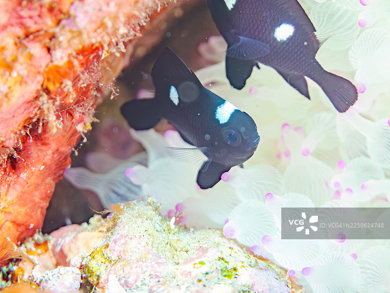 三点海葵鱼（Dascyllus trimaculatus）幼鱼，与海葵（Entacmaea actinostoloides）等。鱼群。日本静冈县伊豆半岛南伊豆町赤木港的平矶海滩。图片素材