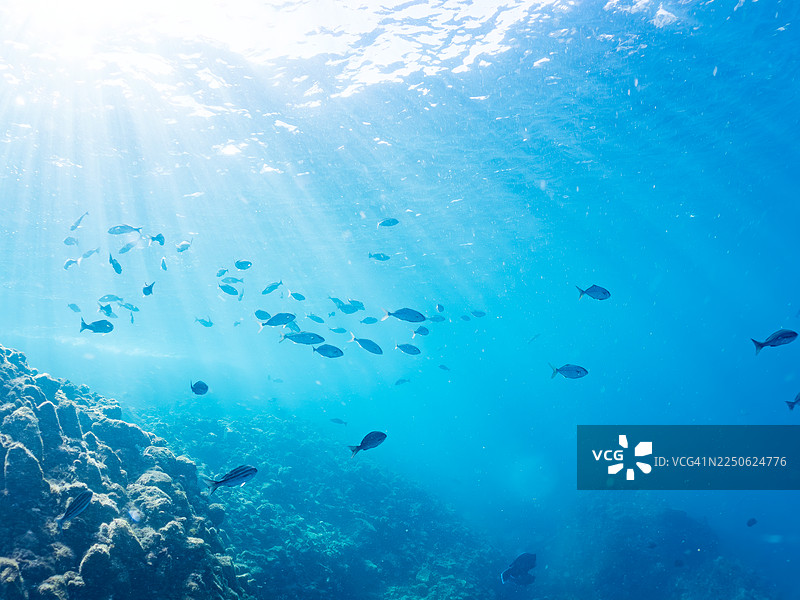 大西洋鲹（Seriola dumerili）及其他鱼群。日本静冈县伊豆半岛南伊豆町中木港 Hirizo 海滩。图片素材