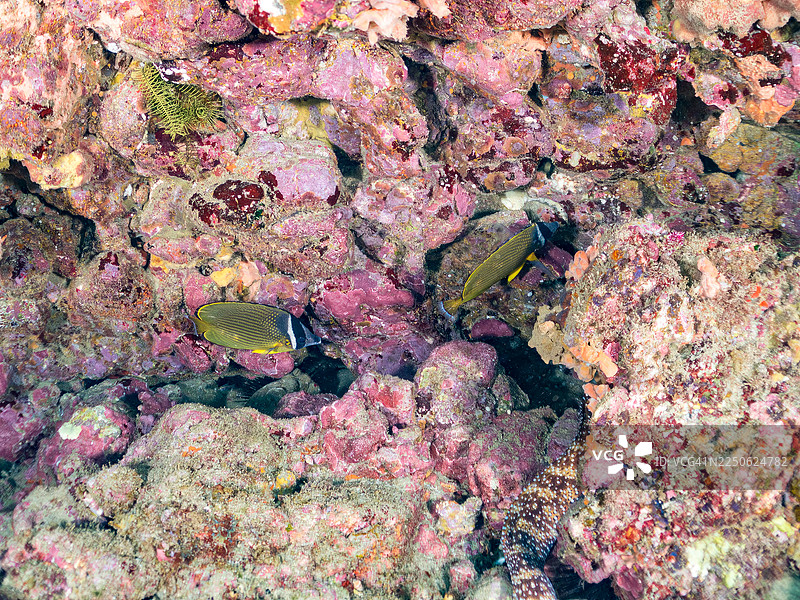 东方蝴蝶鱼 (Chaetodon aurites)，施氏鲹 (Pempheris schwenkii) 等鱼群。日本静冈县伊豆半岛南伊豆町中木港平矶海滩。图片素材