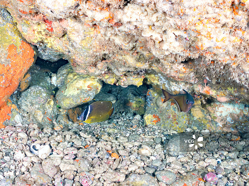 东方蝴蝶鱼 (Chaetodon aurites)、黑条斯氏鰯 (Pempheris schwenkii) 等鱼群。日本静冈县伊豆半岛南伊豆町中木港HIRIZO海滩 - 2025。图片素材