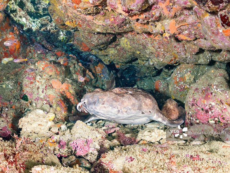 日本须鲨（Orectolobus japonicus）、南方橙线地板鱼（Ostorhinchus properuptus）及其他鱼类在海洞中的鱼群。地点：日本静冈县伊豆半岛南伊豆町中木港的Hirizo海滩。-2025。图片素材