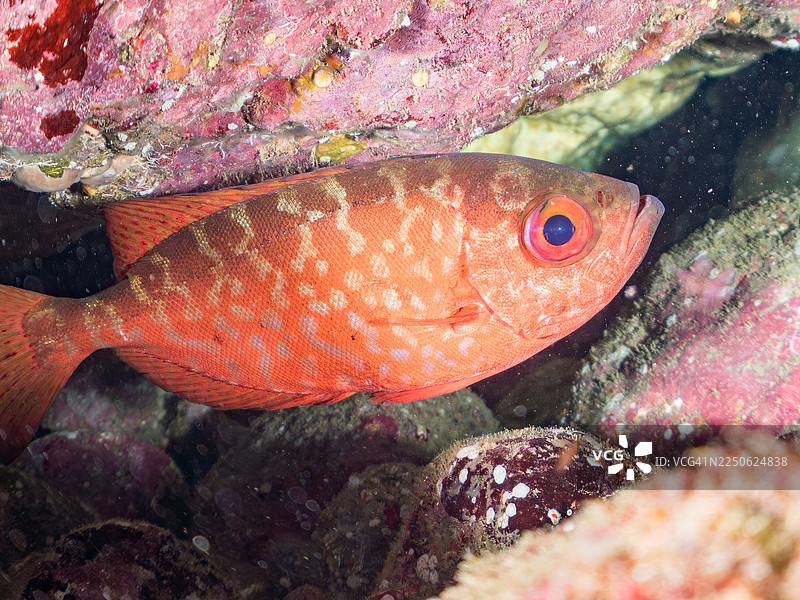 玻璃眼、斑点大眼鱼、杂色大眼鱼、日本格雷戈里鱼、高鳍海葵鱼,在海洞中。以及其他。鱼群。日本静冈县伊豆半岛南伊豆町中木港 Hirizo 海滩。-2025。图片素材