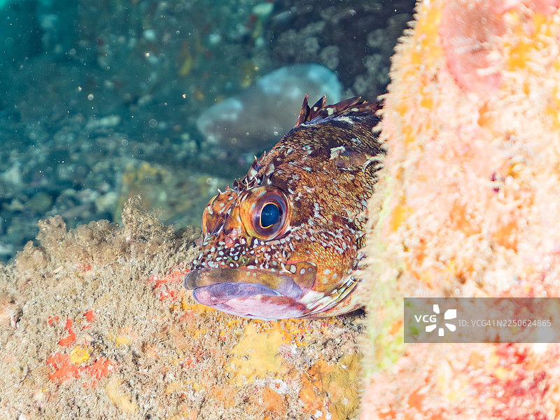 海蚀洞中的斑石鲈（Sebasticus marmoratus）及其他鱼群。日本静冈县伊豆半岛南伊豆中木港的日代海滩。-2025。图片素材