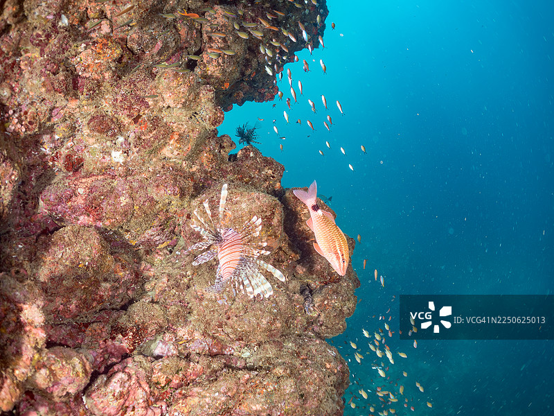 Red Lionfish, Pterois volitans,Sea Goldie, Pseudanthias squamipinnis, Heavenly Damselfish, Pomacentrus coelestis,Weber's chromis, Chromis weberi,Antipathes japonica,Orange Cup Coral, Tubastraea foulkneri, ,Sea Sponge,and others.fish school.Hirizo图片素材
