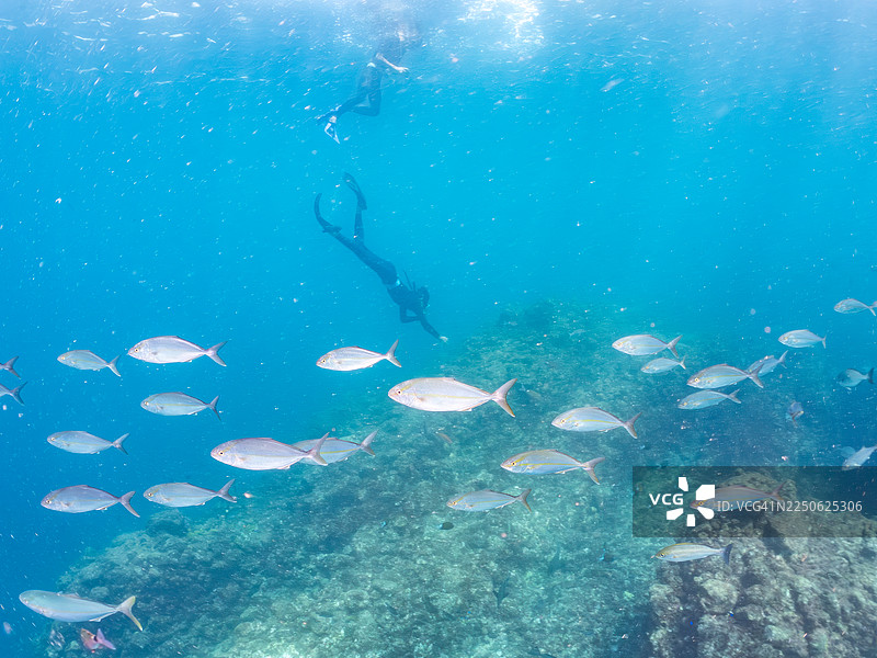 大青鲹（学名：Seriola dumerili）在水面游泳的人们，以及鱼群。日本静冈县伊豆半岛南伊豆町中木港 Hirizo 海滩。图片素材