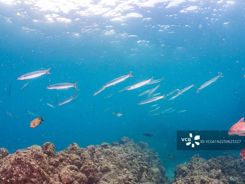 黄尾海狼（Sphyraena obtusata）、白鞍鱼（Parupeneus ciliatus）及其他。鱼群。日本静冈县伊豆半岛南伊豆町中木港 Hirizo 海滩 - 2025。图片素材