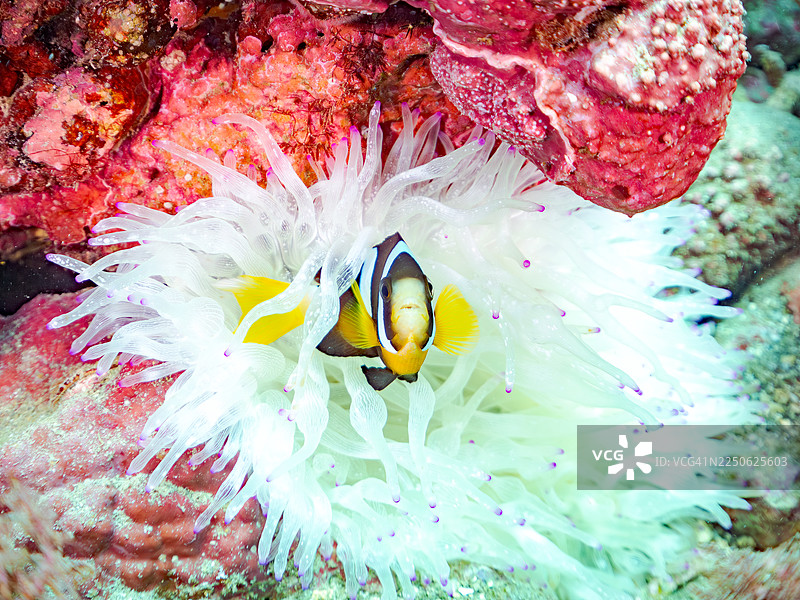 黄尾鲹，克拉克海葵鱼，克拉克海葵鱼，幼鱼，海葵，海葵，及其他。鱼群。静冈县伊豆半岛南伊豆町奈加木港平藏海滩。-2025。图片素材