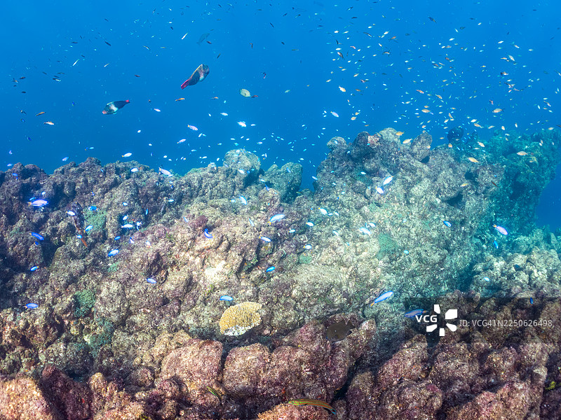 黑鳍海燕鱼（Ptereleotris evides）幼鱼、天宫雀鲷（Pomacentrus coelestis）及其他鱼类成群。日本静冈县伊豆半岛南伊豆町石廊崎。图片素材