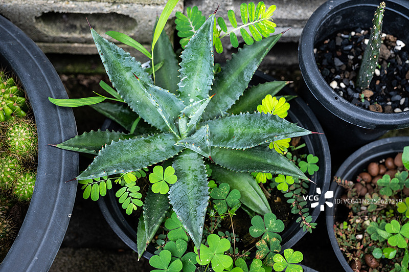 龙舌兰盆栽中的杂草。杂草是指非栽培作物植物，若管理不当，可能成为有害植物。图片素材