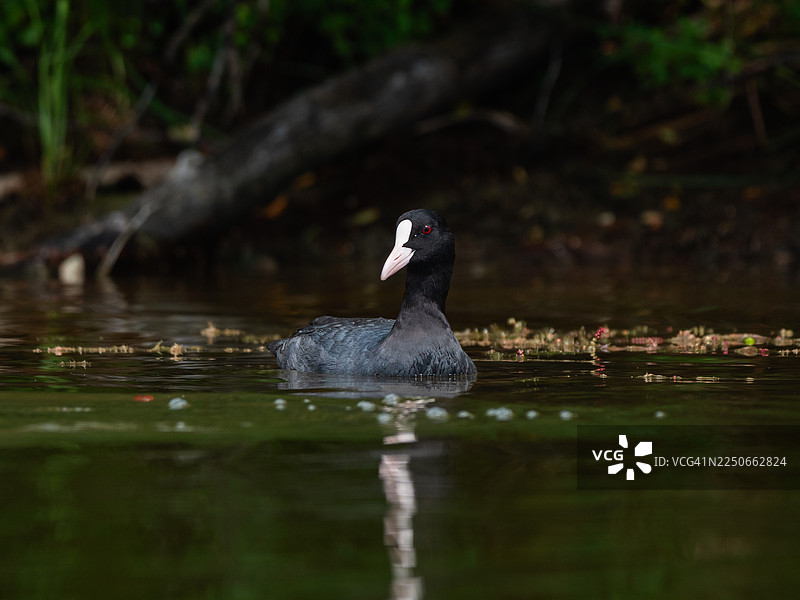 一只 Eurasian coot (Fulica atra) 在平静的绿水近岸处游泳，展示其黑色羽毛、白色额盾和红眼睛，背景有漂浮的植被和黑暗的林地图片素材