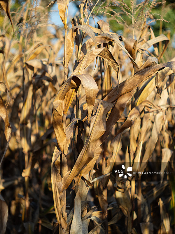 金黄色的玉米田的特写，干枯的玉米穗和枯萎的玉米叶在温暖的夕阳下闪耀，呈现出秋天的色调，纹理丰富的叶子和成熟的植株沐浴在自然光中。图片素材