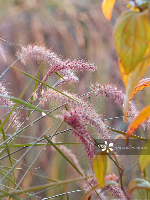 特写东方狼尾草，柔软的粉红色羽毛状花穗上覆盖着露珠。精致的穗状花序与温暖的秋季叶子和模糊的观赏草形成对比，营造出适合观赏草的纹理秋季花园景观。图片素材