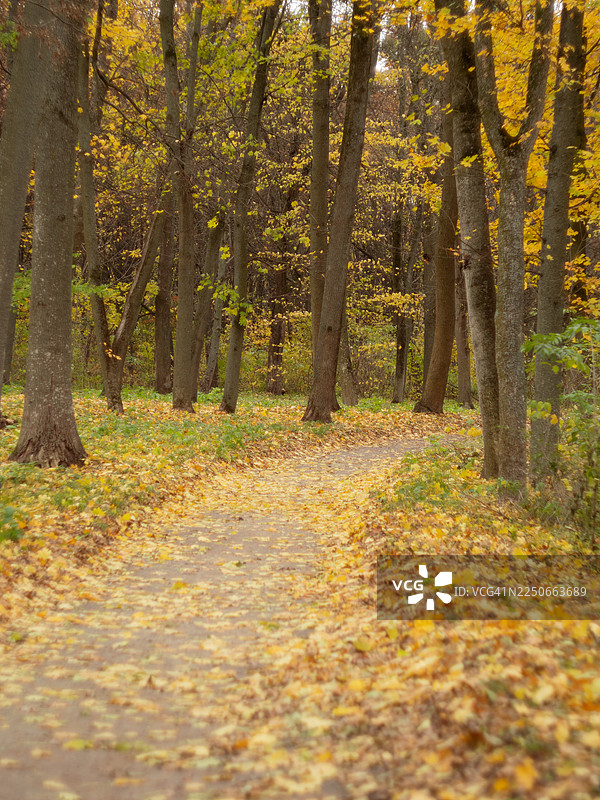 秋季森林小路，铺满金黄落叶，蜿蜒于高大的落叶树之间。柔和的光线穿过树冠，映照出季节性的叶子和宁静的混交林中自然的林地纹理。图片素材