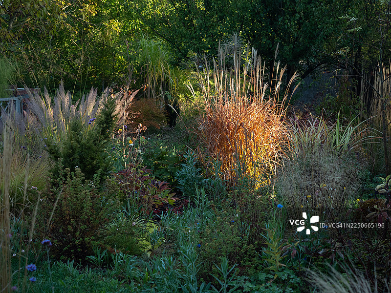 观赏性花园边界，'芭蕾舞者'狼尾草在温暖的逆光下闪耀，周围环绕着各种草类、多年生植物和结构性叶丛，营造出富有纹理的夏末自然景观。图片素材