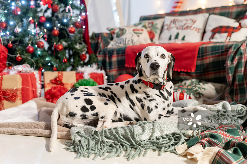一只斑点狗坐在圣诞树和礼物前图片素材