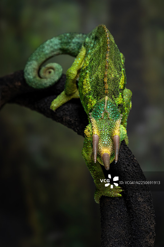 杰克逊变色龙图片素材