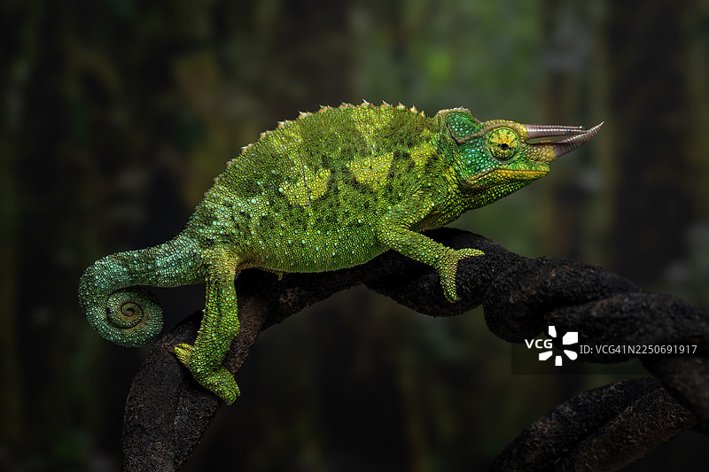 杰克逊变色龙图片素材