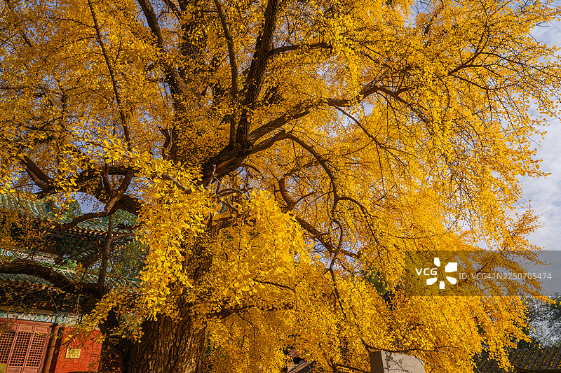色彩鲜艳的秋季金黄银杏树图片素材