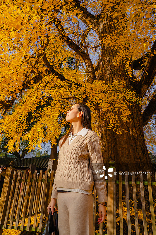 秋天，一位女士正在欣赏金黄的银杏树图片素材